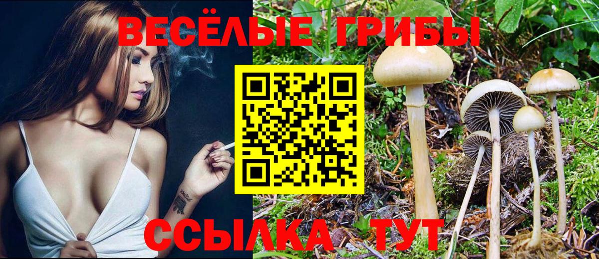 Псилоцибиновые грибы Cubensis Гусь-Хрустальный